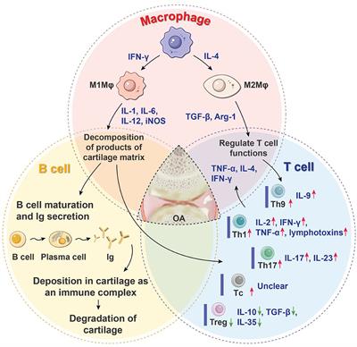 Immunomodulation of MSCs and MSC-Derived Extracellular Vesicles in Osteoarthritis